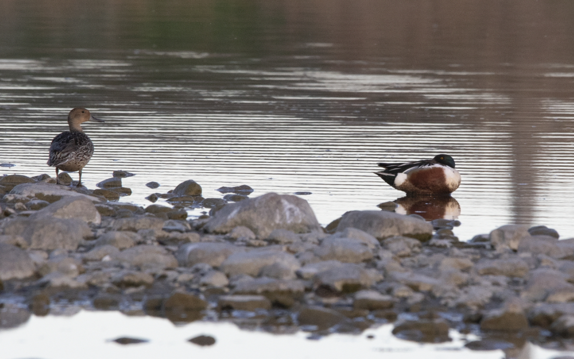 Northern Shoveler - Learning Landon