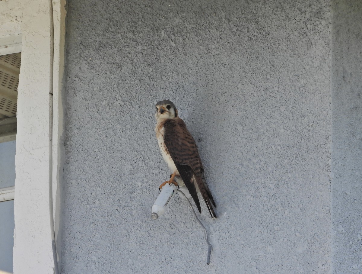 American Kestrel - Martha Cartwright