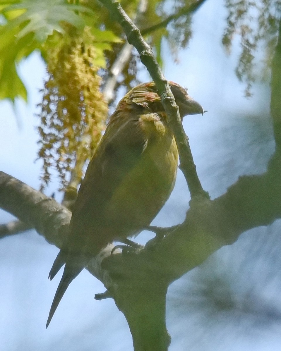 Red Crossbill - Barb and Lynn