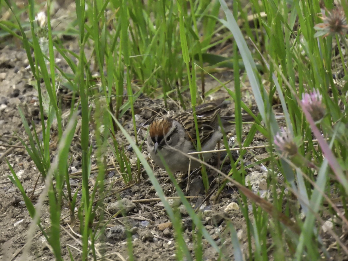 Chipping Sparrow - Astrid Taen