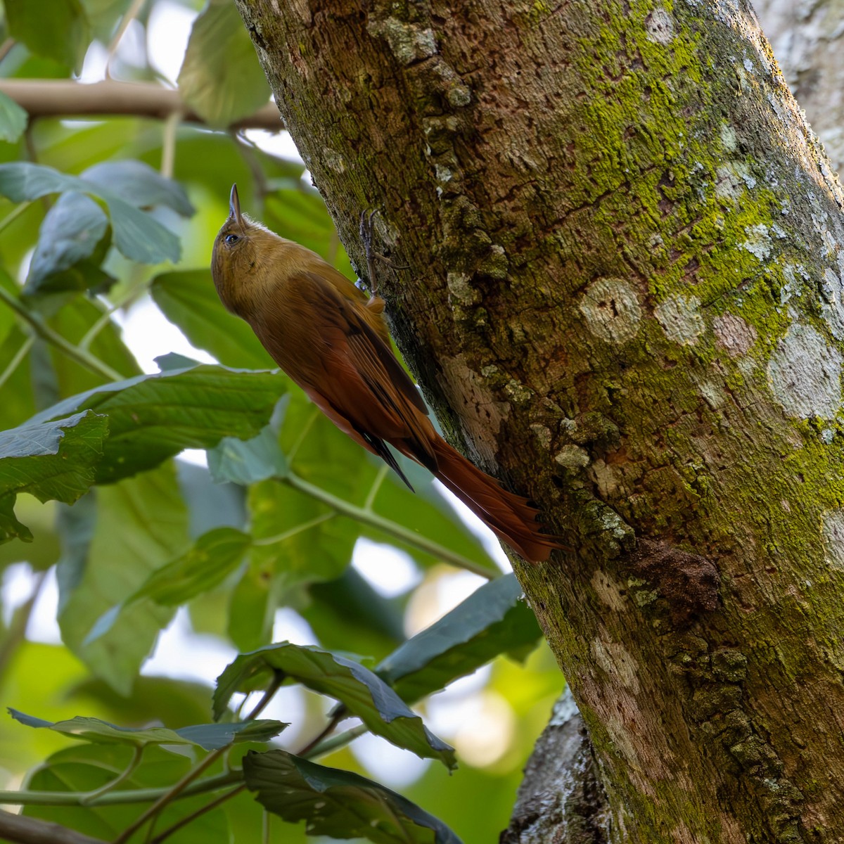 Olivaceous Woodcreeper - Katia Oliveira