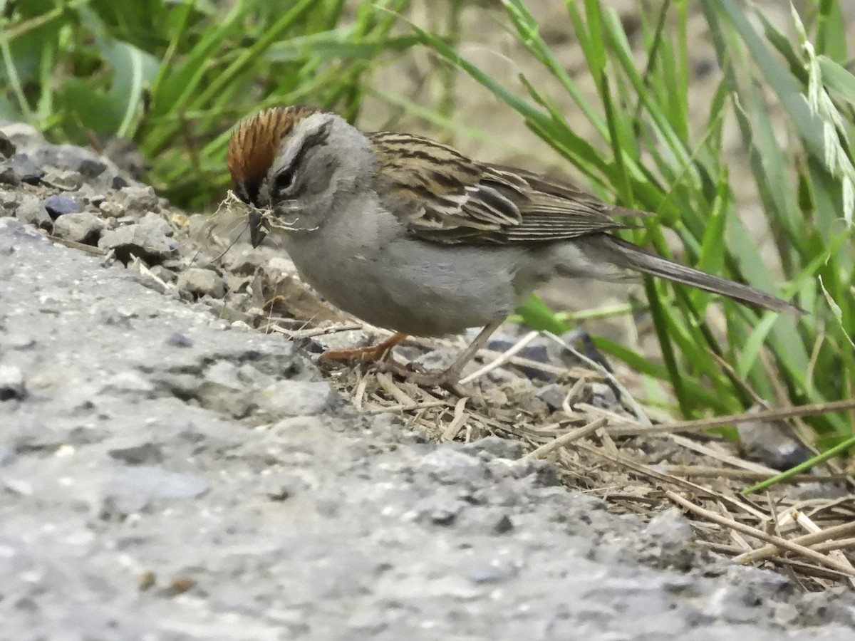 Chipping Sparrow - Astrid Taen