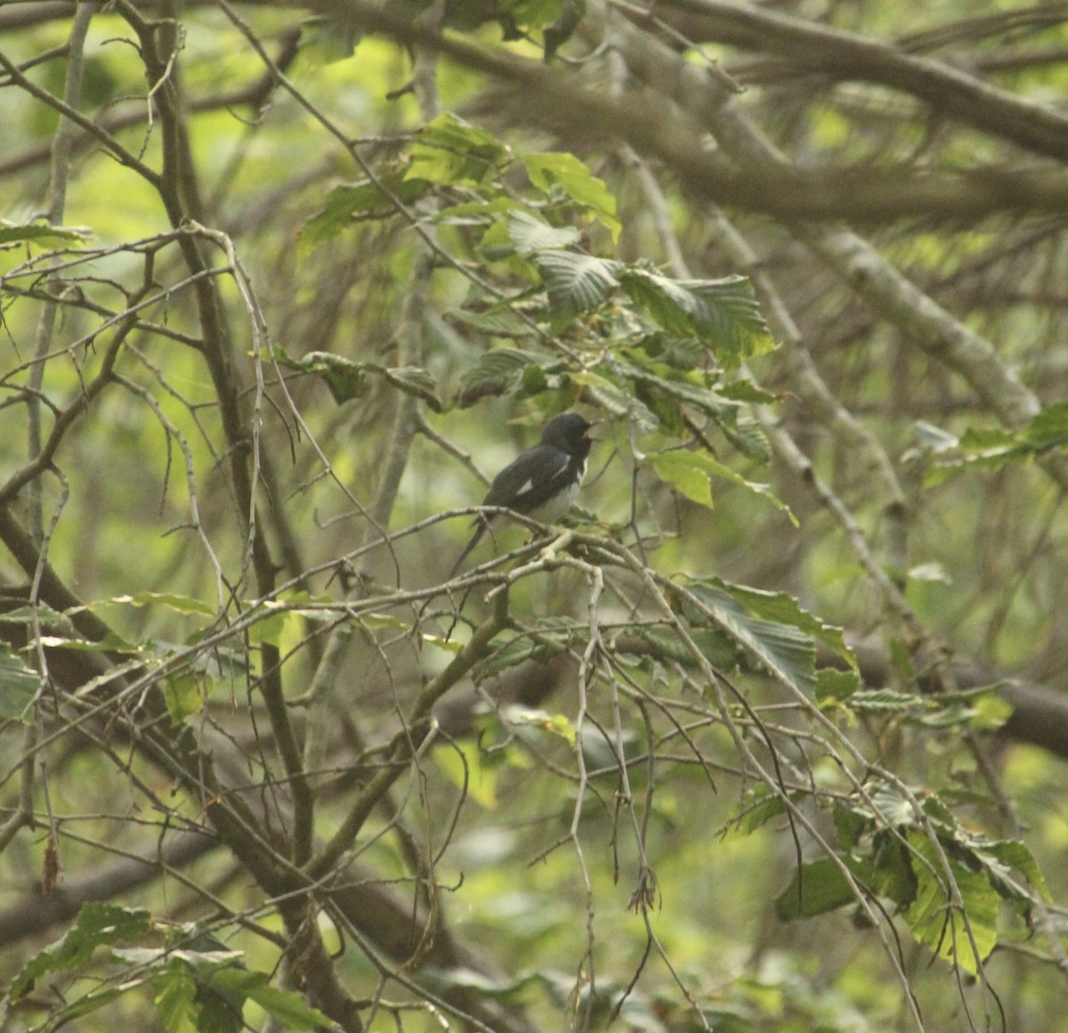 Black-throated Blue Warbler - James Trusky