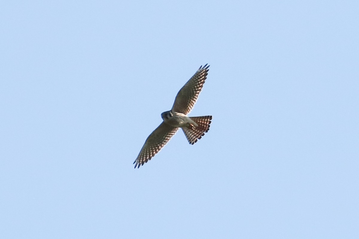 American Kestrel - Debra Rittelmann