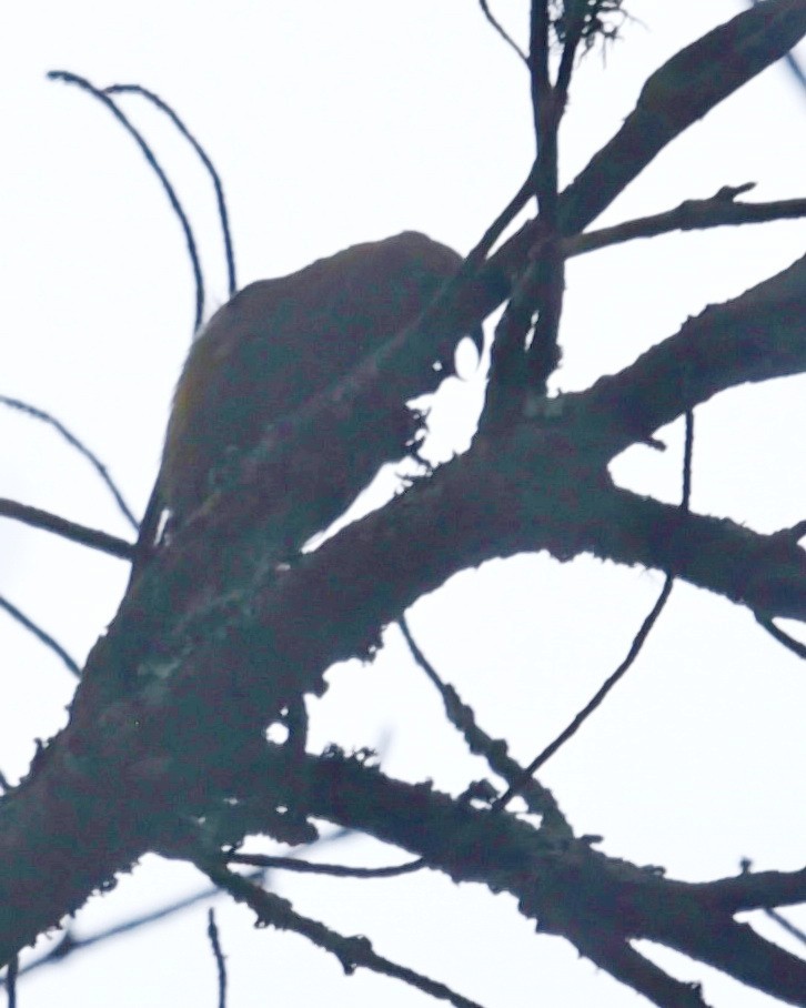 Red Crossbill - Barb and Lynn