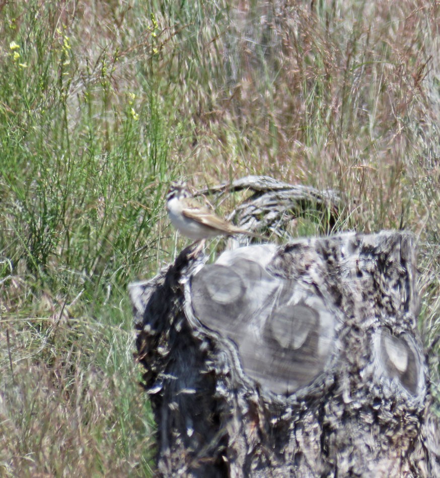 Lark Sparrow - Tyler Groo