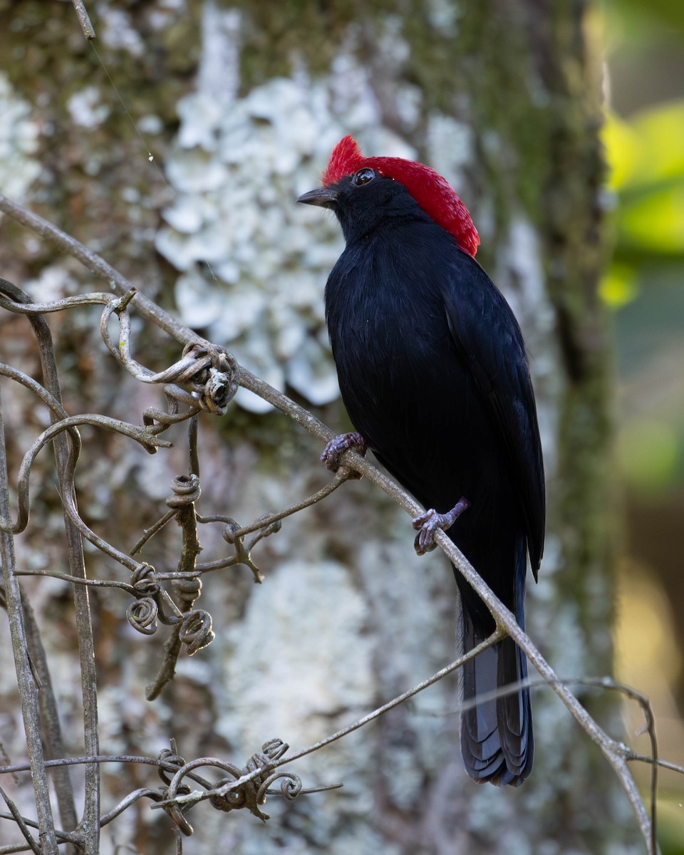 Helmeted Manakin - ML619419914