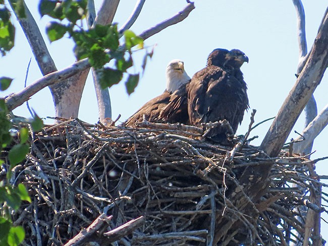 Bald Eagle - Nancy Anderson