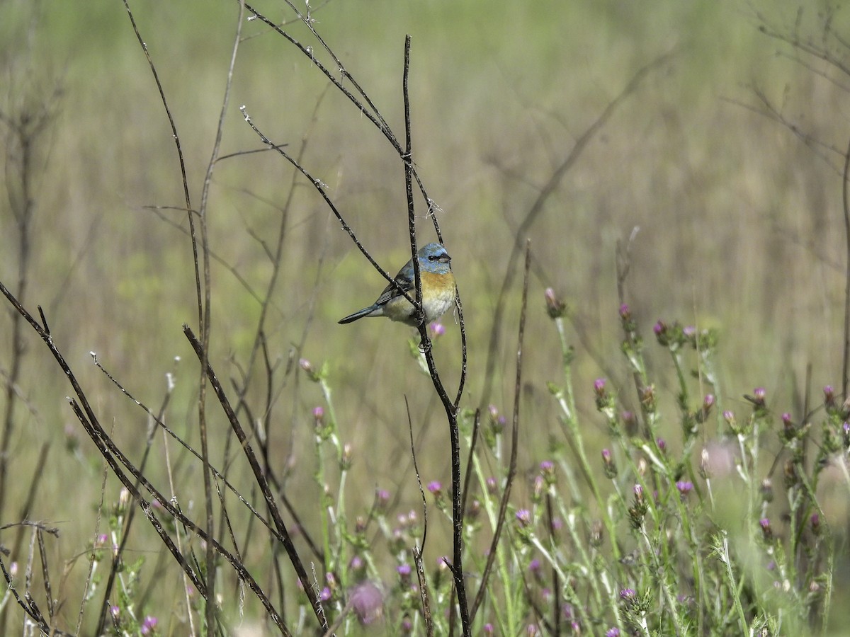 Lazuli Bunting - Astrid Taen