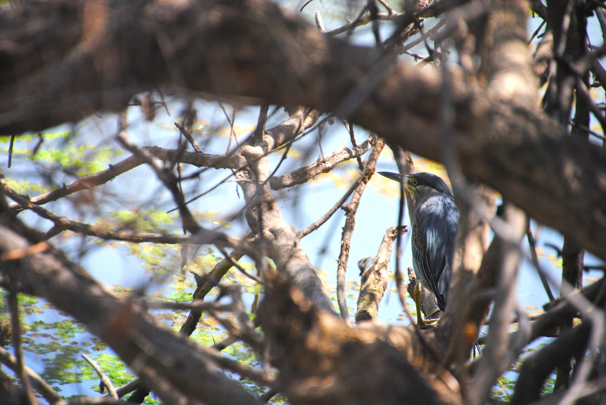 Striated Heron - Alyssa DeRubeis