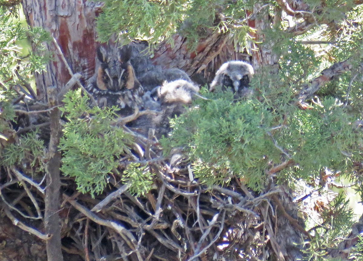 Long-eared Owl - Tyler Groo