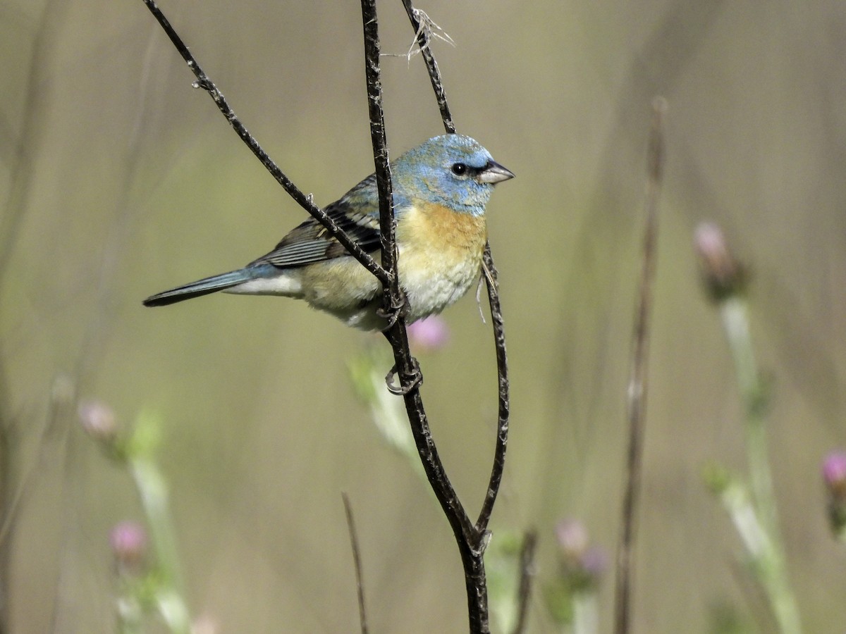 Lazuli Bunting - Astrid Taen