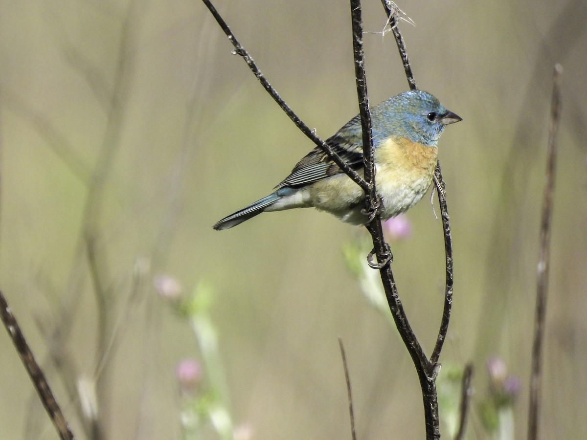 Lazuli Bunting - Astrid Taen