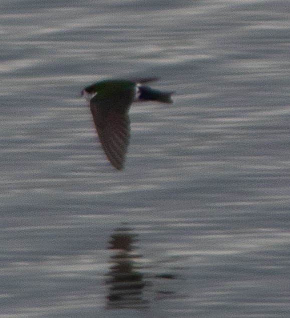 Violet-green Swallow - G Stacks