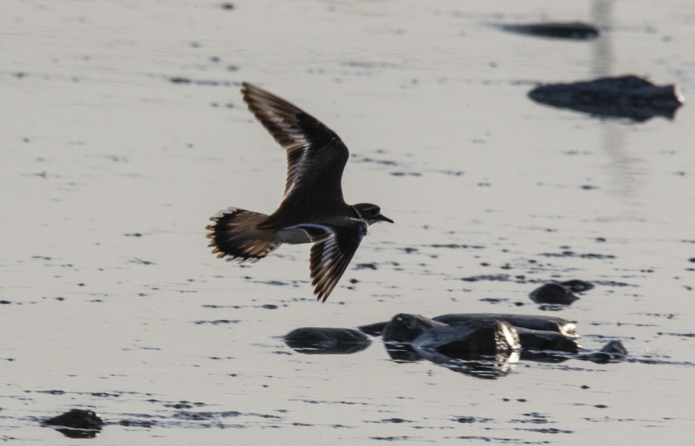 Killdeer - Learning Landon