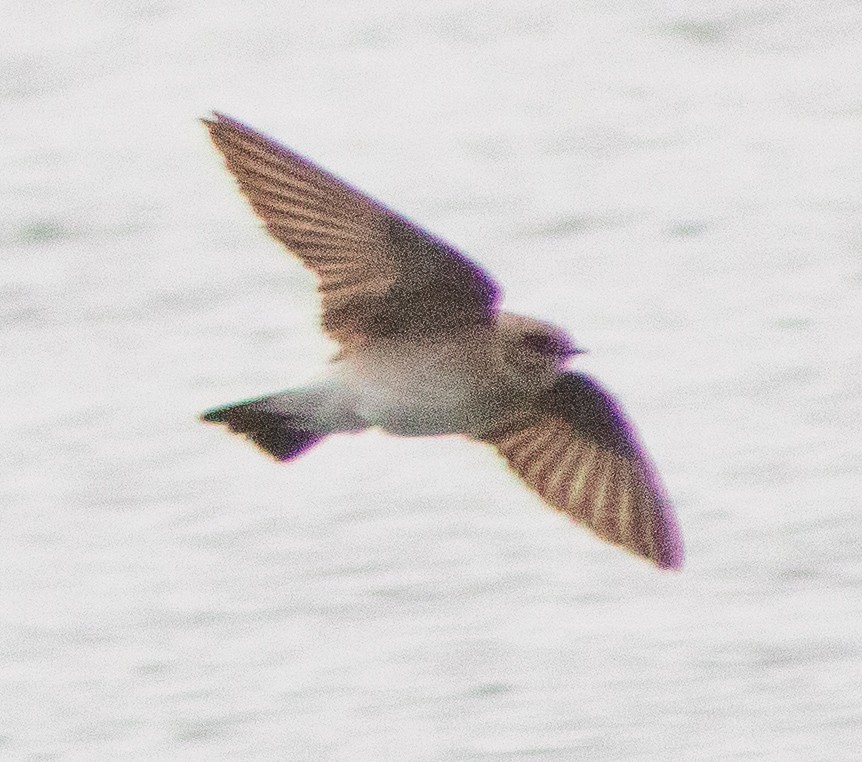 Northern Rough-winged Swallow - G Stacks