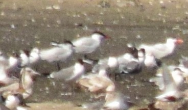 Royal Tern - Adeline Louie