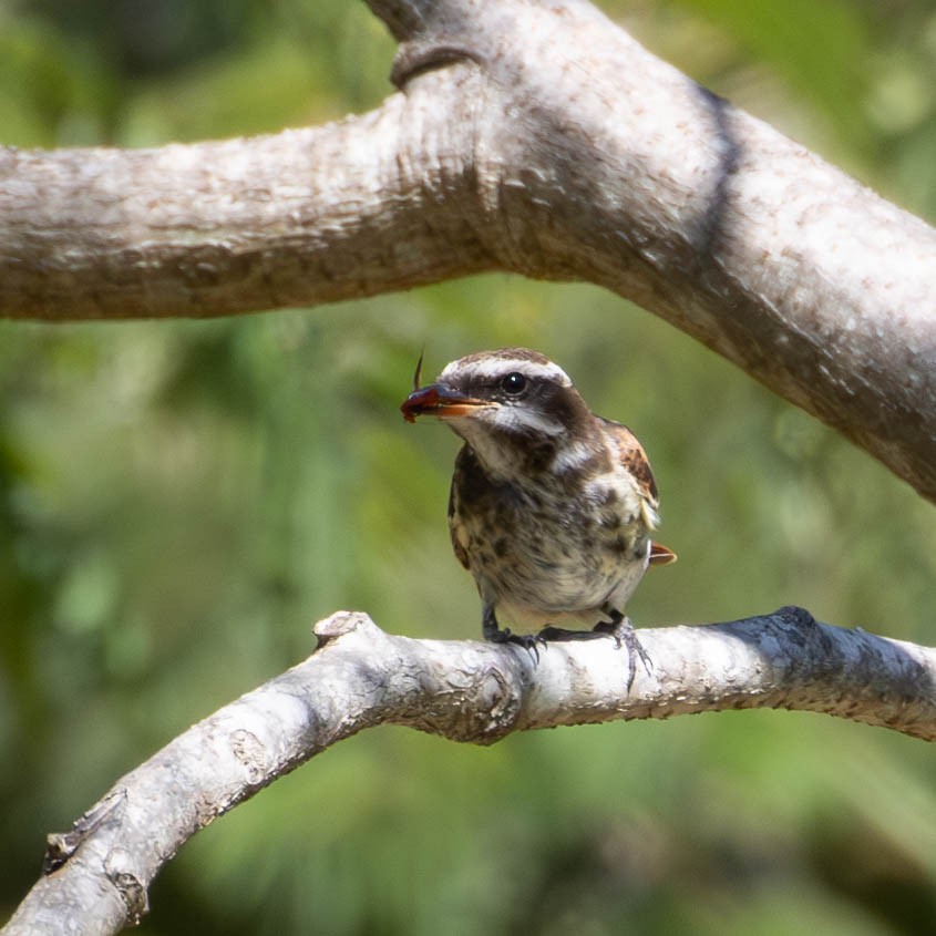 Variegated Flycatcher - ML619419956