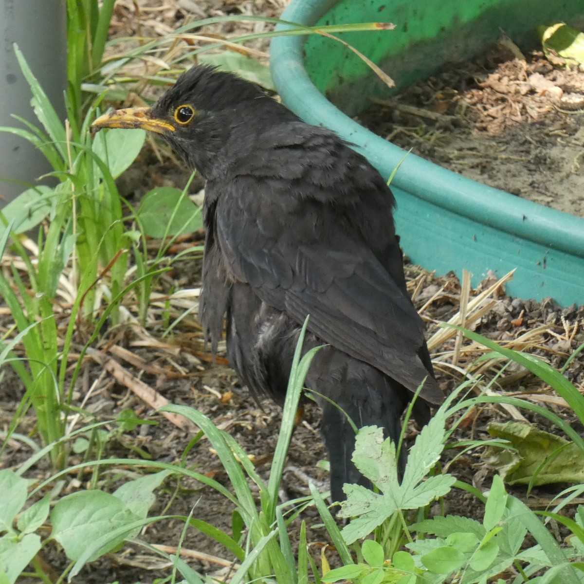 Chinese Blackbird - Grace Gillard