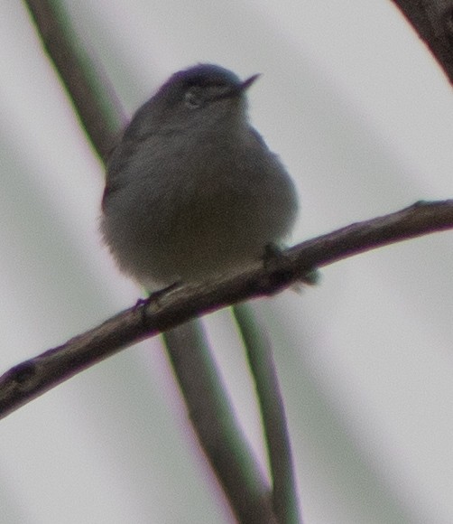 Blue-gray Gnatcatcher - G Stacks