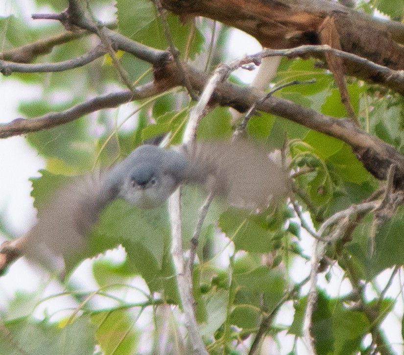 Blue-gray Gnatcatcher - G Stacks