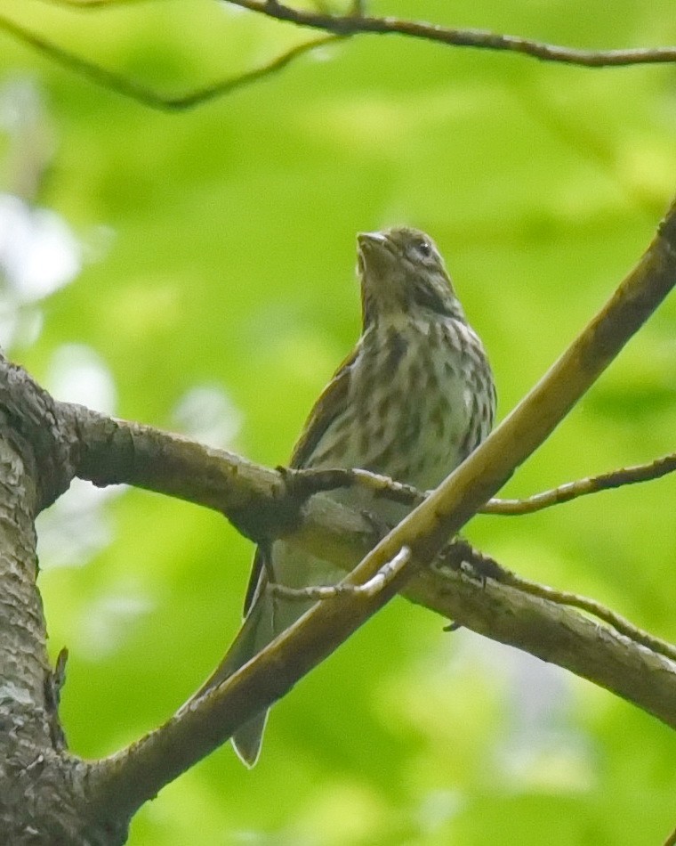 Purple Finch - Barb and Lynn