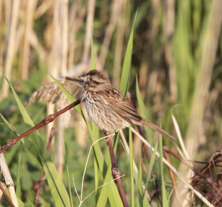 Song Sparrow - Learning Landon