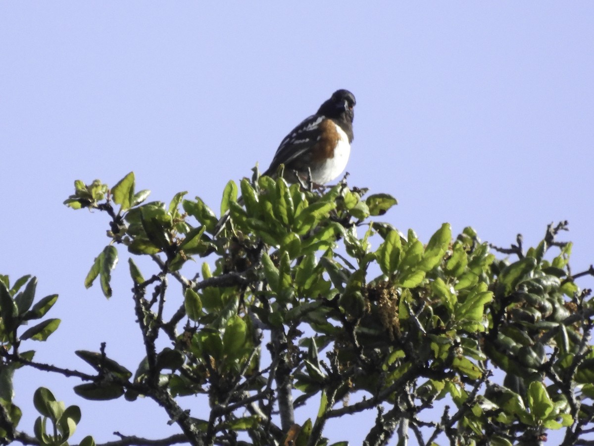 Spotted Towhee - Astrid Taen