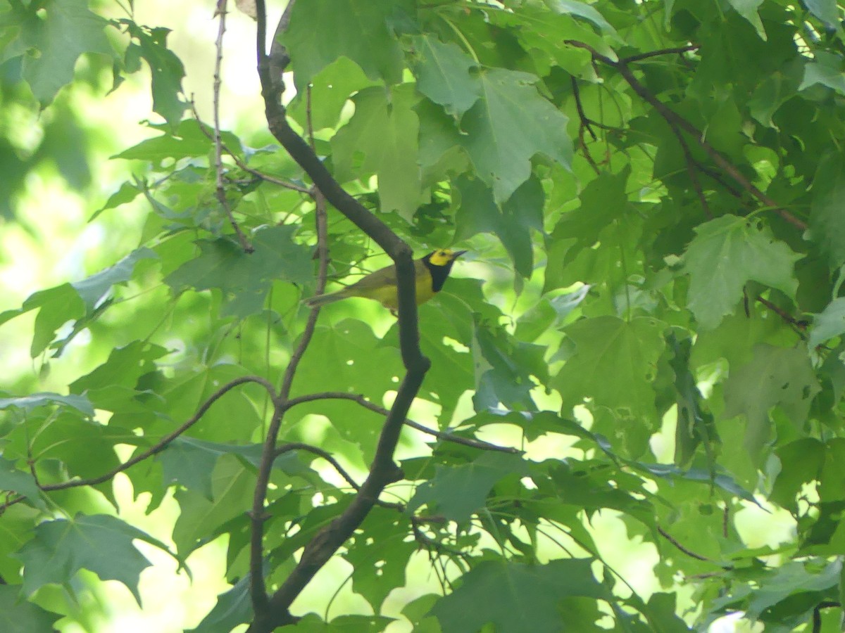 Hooded Warbler - ML619419994