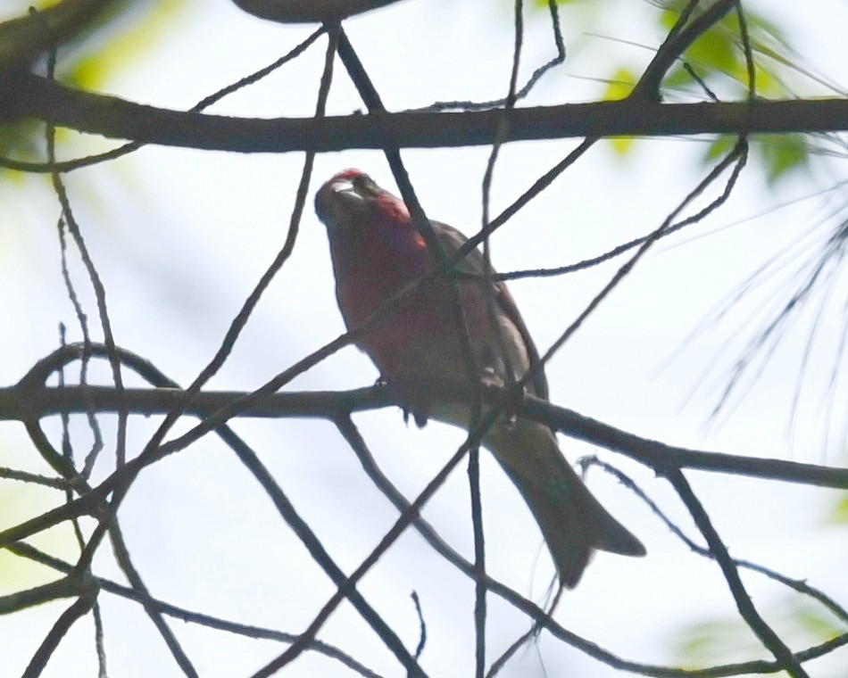 Purple Finch - Barb and Lynn