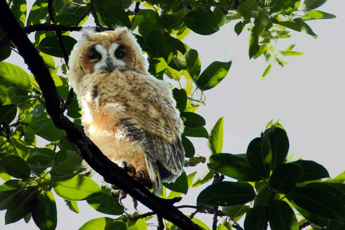 Striped Owl - Thiane Melen
