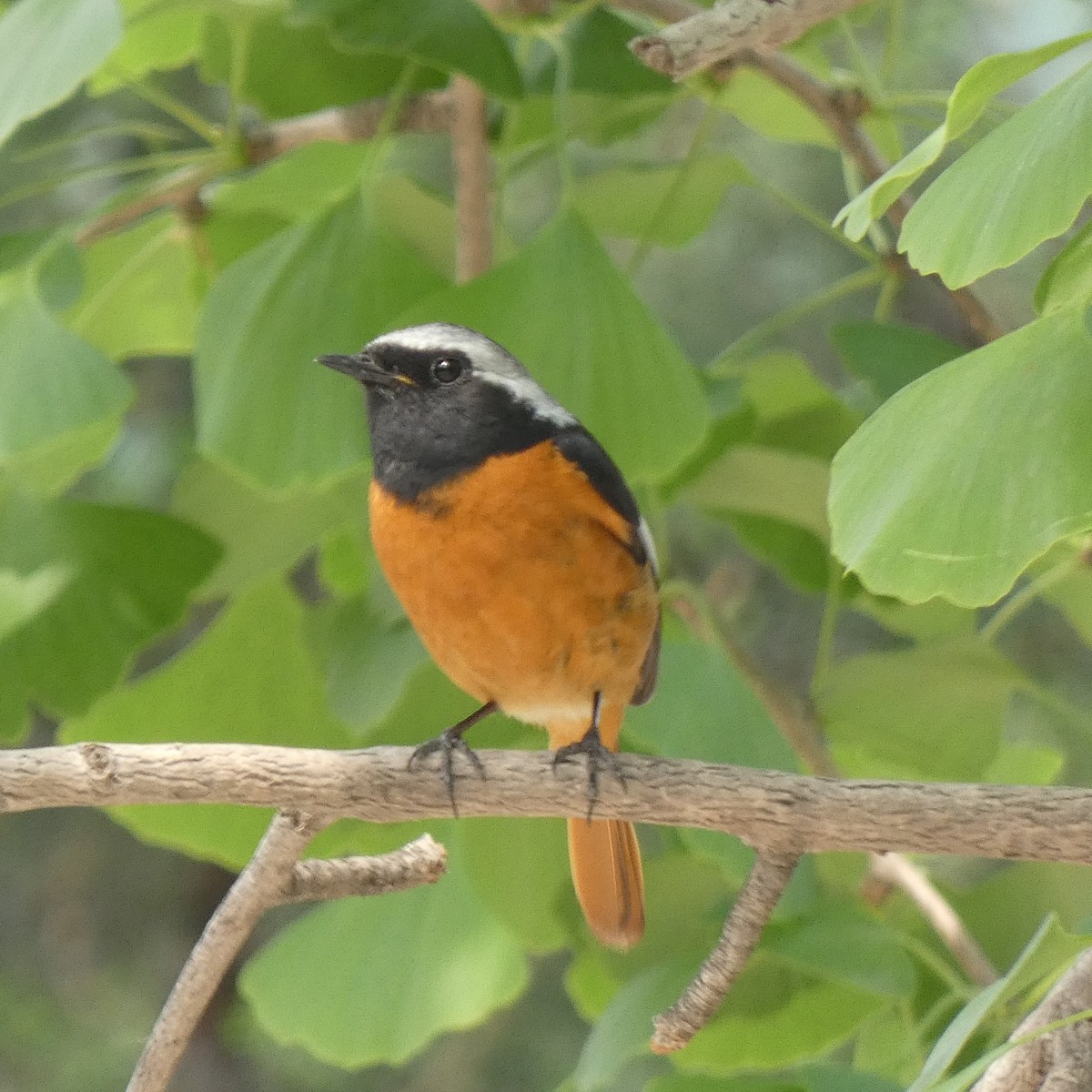 Daurian Redstart - Grace Gillard