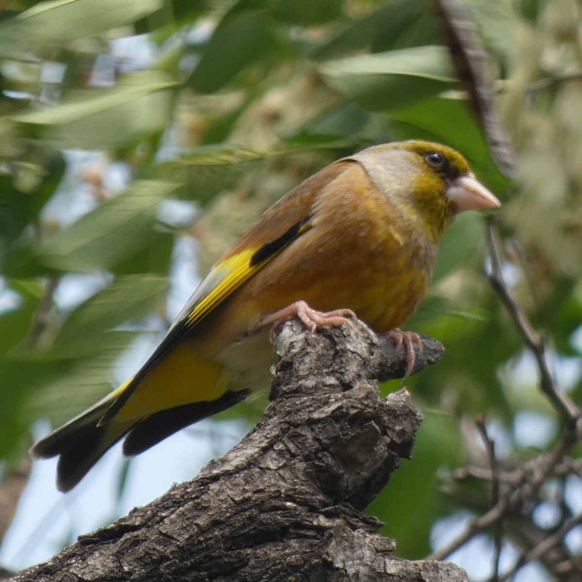 Oriental Greenfinch - Grace Gillard