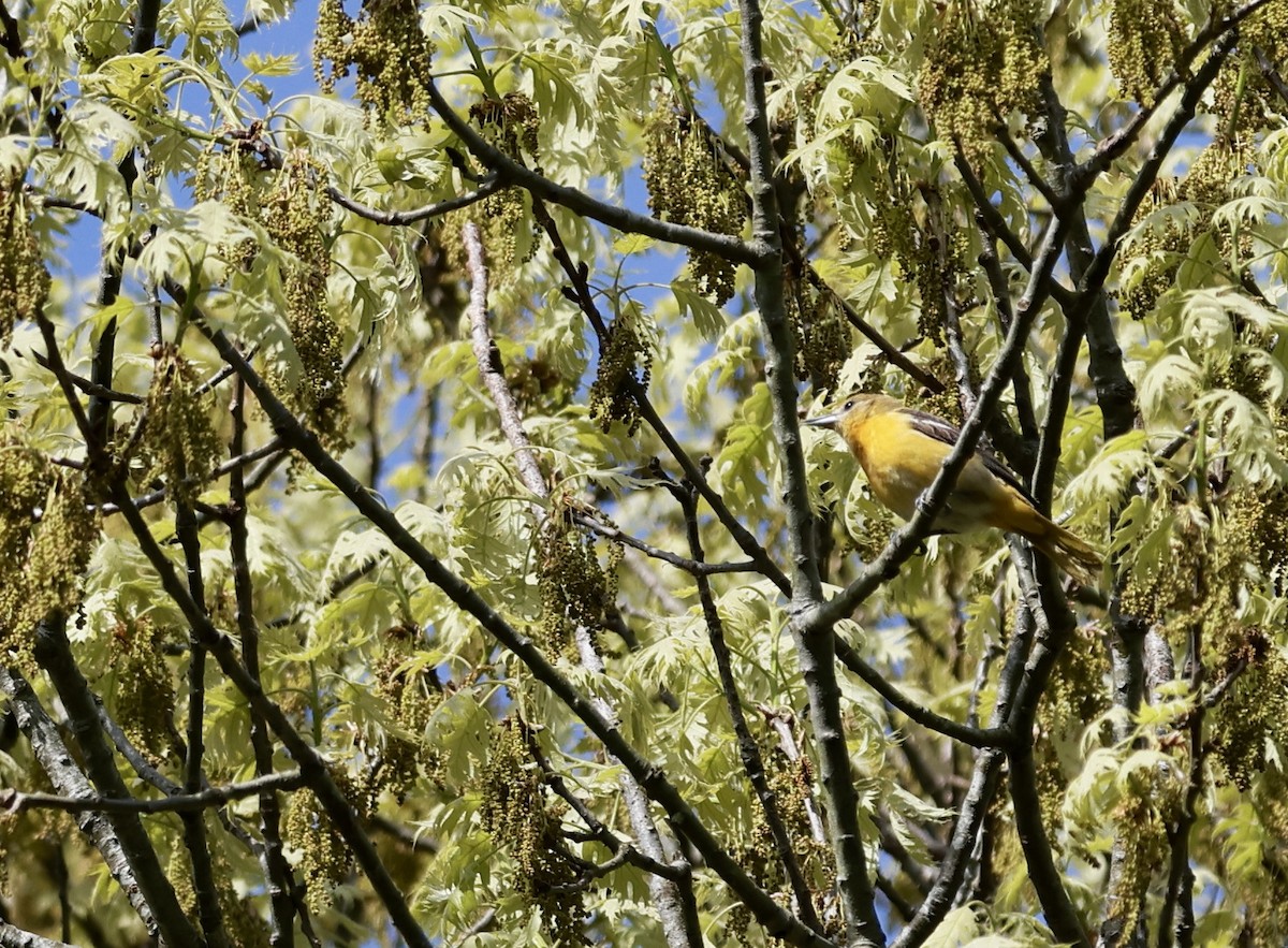 Baltimore Oriole - Lisa Goodwin