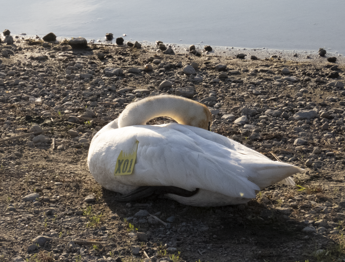 Trumpeter Swan - Learning Landon