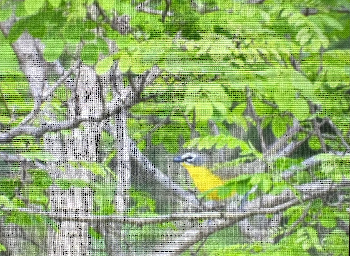 Yellow-breasted Chat - ML619420010