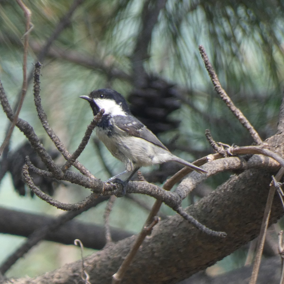 Coal Tit - Grace Gillard