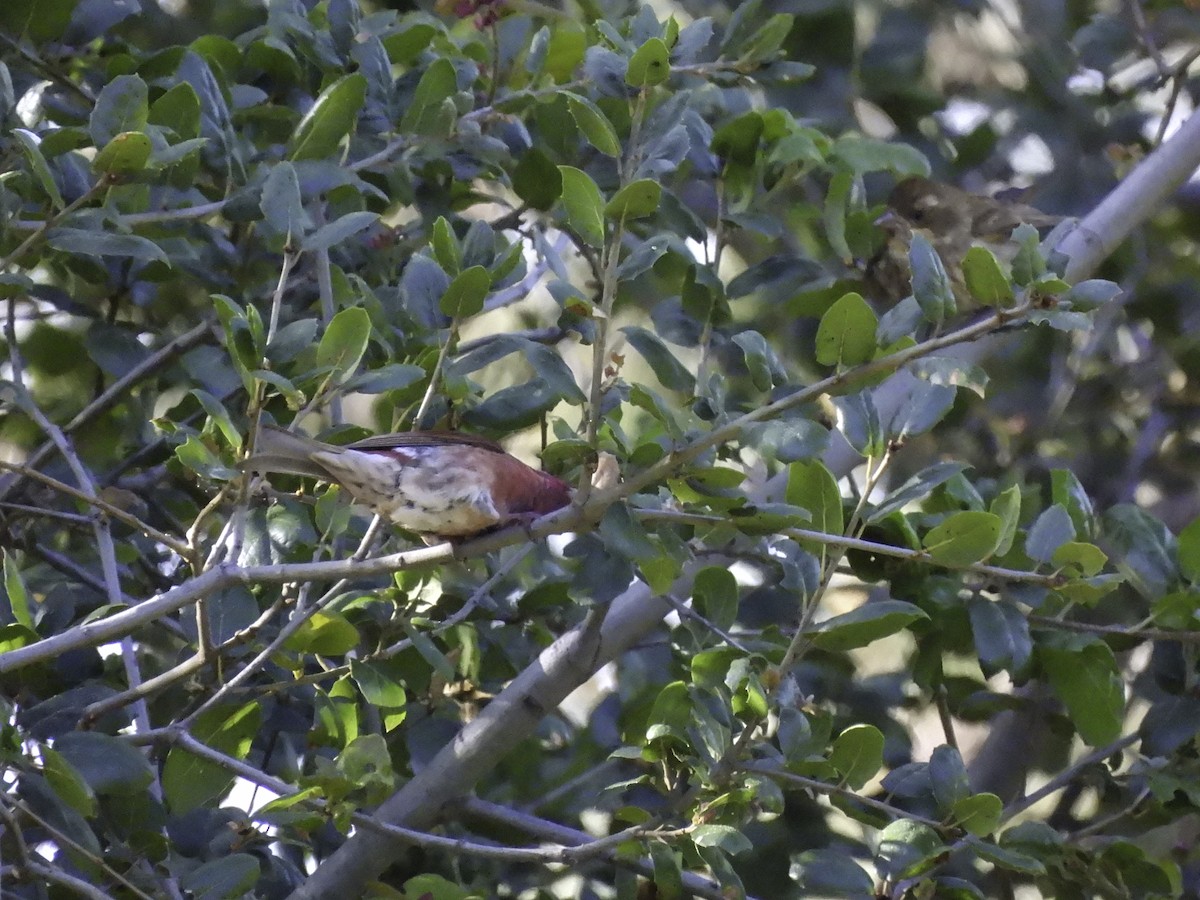 Purple Finch - Astrid Taen