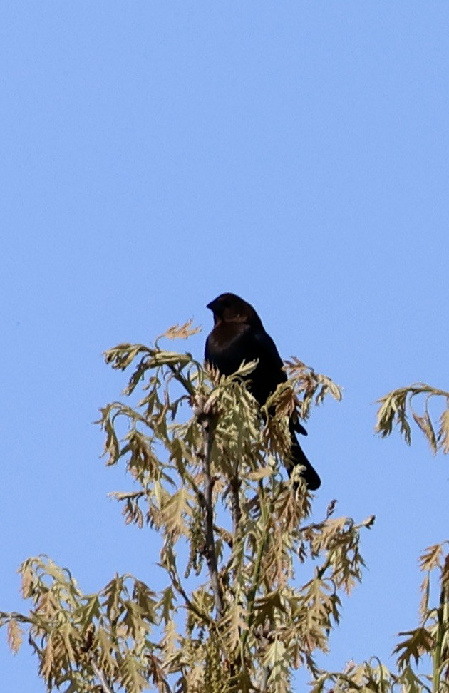 Brown-headed Cowbird - Lisa Goodwin