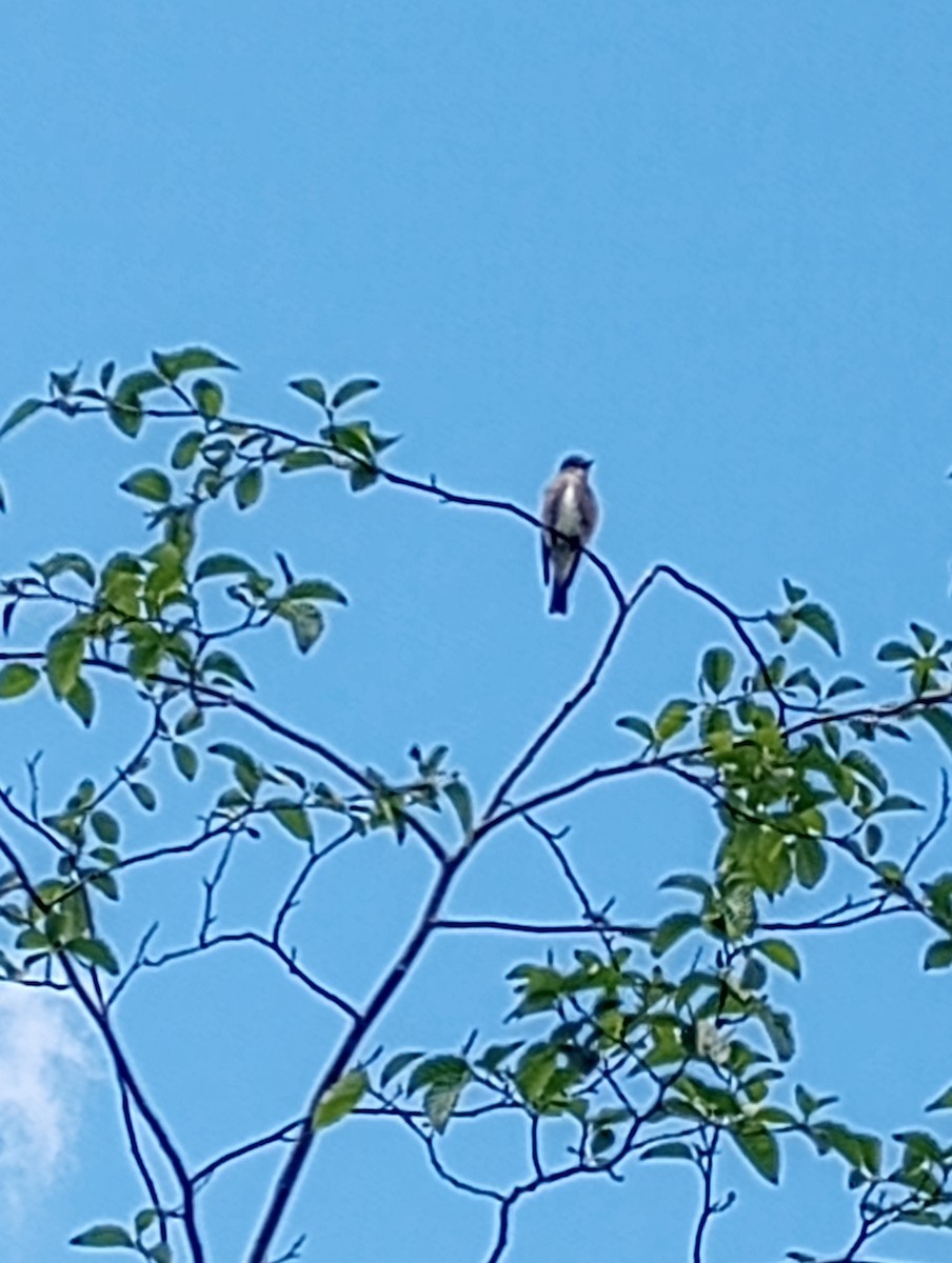 Olive-sided Flycatcher - Teresa Weismiller