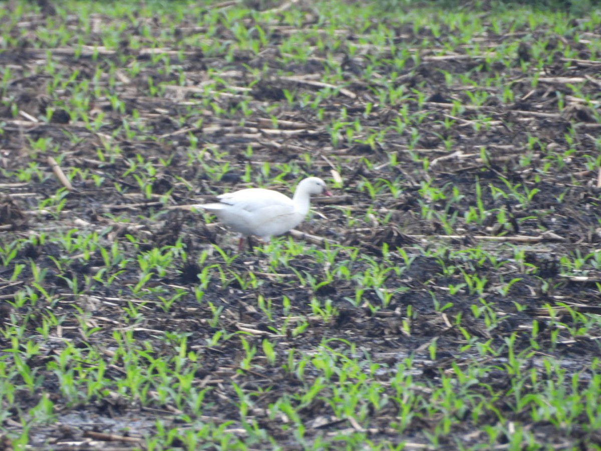 Ross's Goose - Ruth Smith