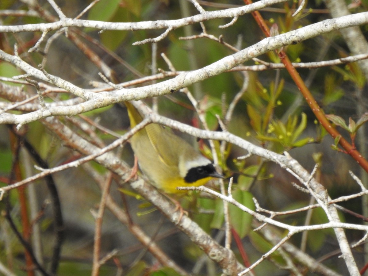 Common Yellowthroat - Marc LeBlanc