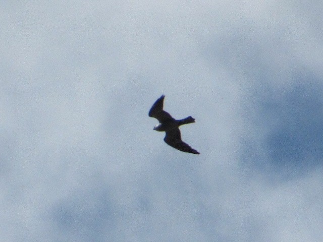 Mississippi Kite - Timothy Blanchard