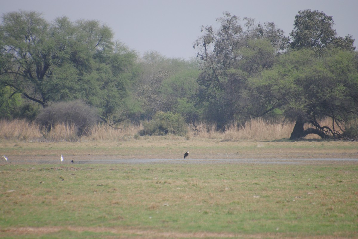 Asian Woolly-necked Stork - Alyssa DeRubeis