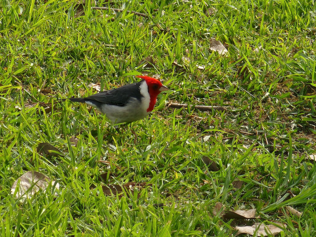 Red-crested Cardinal - Fernando Fisicaro