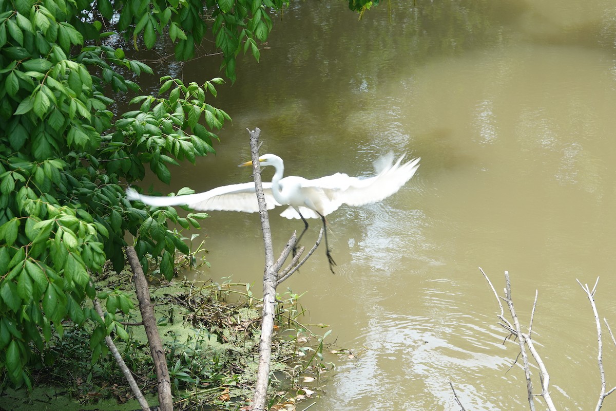 Great Egret - ML619420070