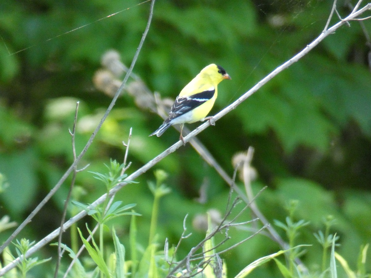 American Goldfinch - ML619420078