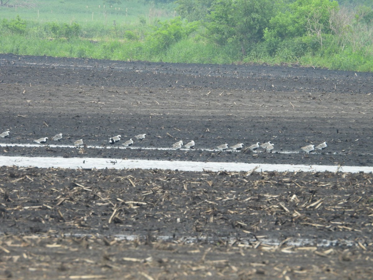 Black-bellied Plover - ML619420084