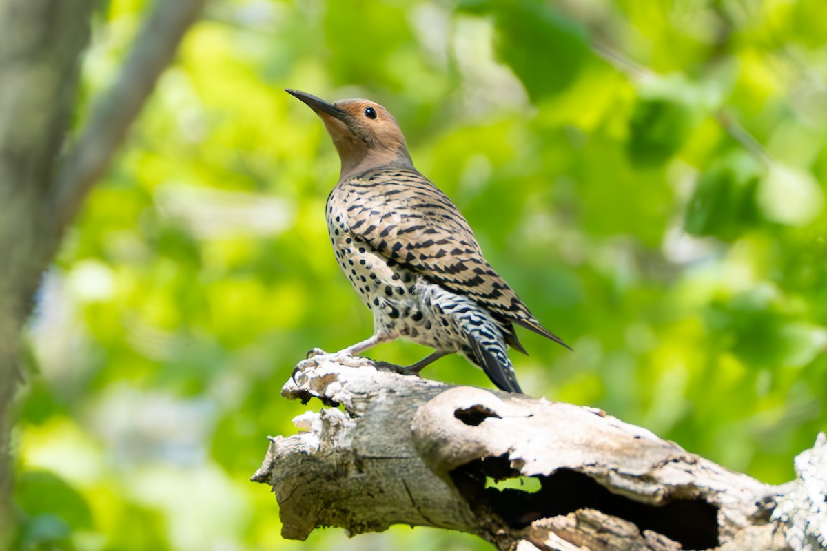 Northern Flicker - Shori Velles