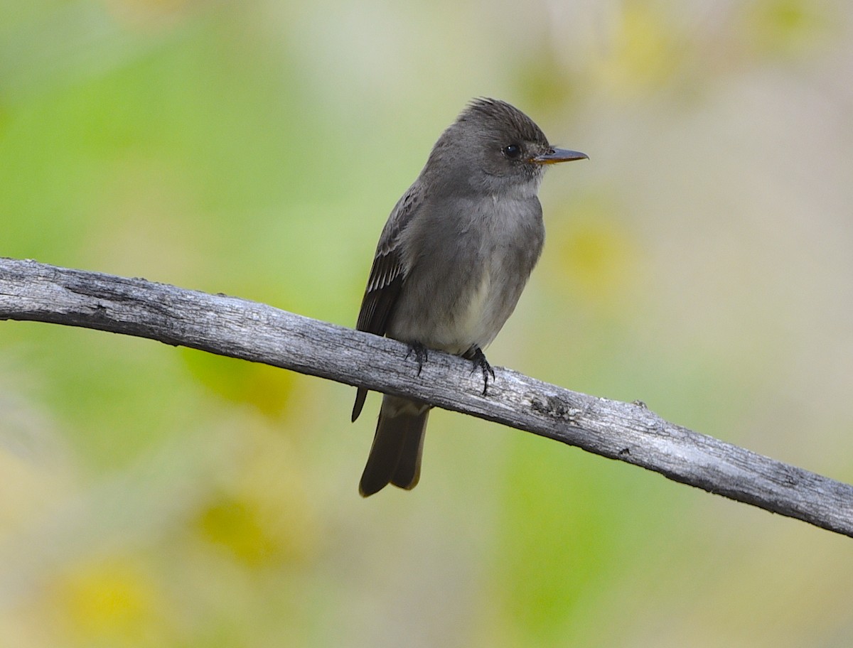 Western Wood-Pewee - D & I Fennell